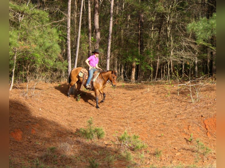 American Quarter Horse Ruin 11 Jaar 147 cm Falbe in Rusk