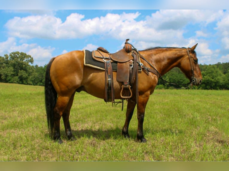 American Quarter Horse Ruin 11 Jaar 147 cm Falbe in Rusk