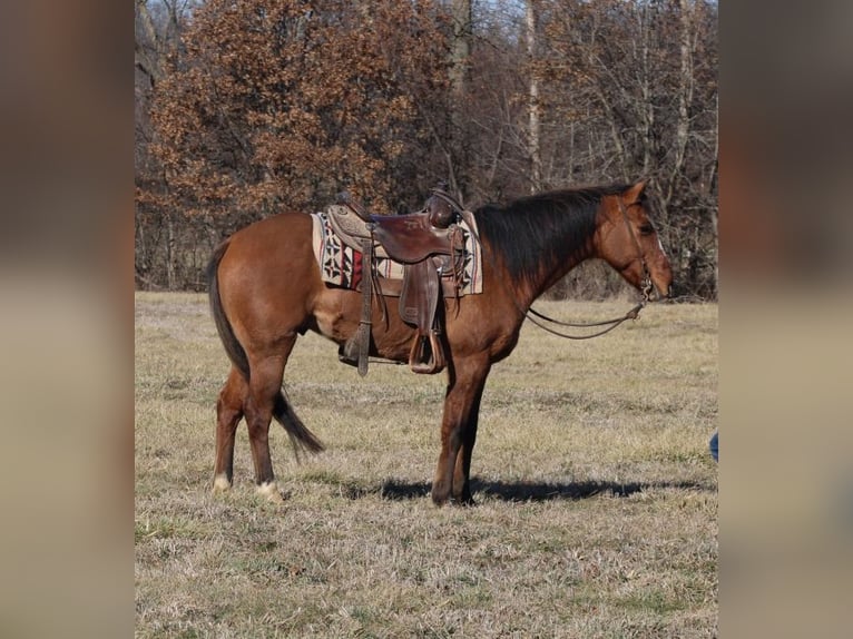 American Quarter Horse Ruin 11 Jaar 147 cm Falbe in Charleston