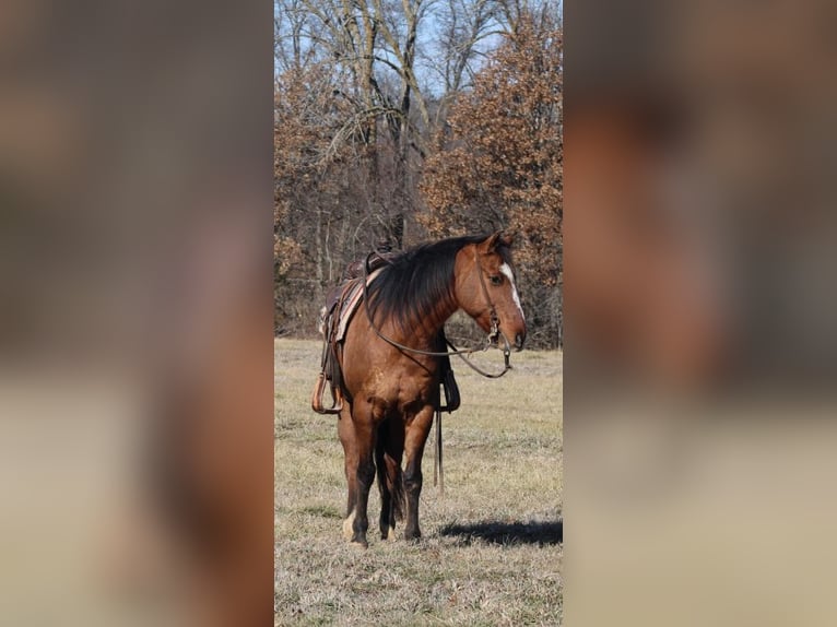 American Quarter Horse Ruin 11 Jaar 147 cm Falbe in Charleston
