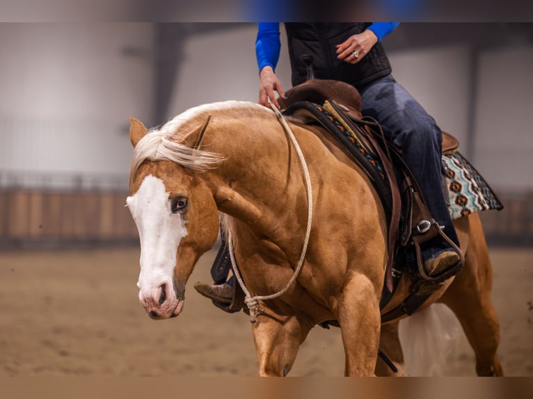 American Quarter Horse Ruin 11 Jaar 147 cm Palomino in Canistota