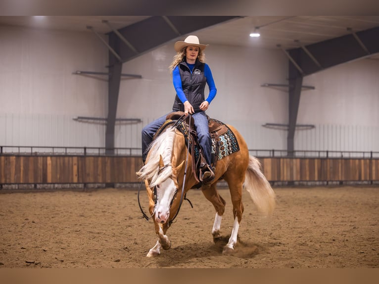American Quarter Horse Ruin 11 Jaar 147 cm Palomino in Canistota