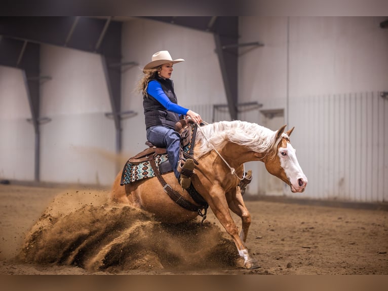 American Quarter Horse Ruin 11 Jaar 147 cm Palomino in Canistota