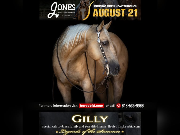 American Quarter Horse Ruin 11 Jaar 147 cm Palomino in Lewistown