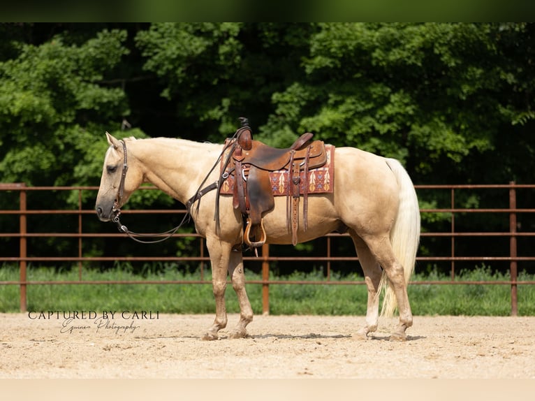 American Quarter Horse Ruin 11 Jaar 147 cm Palomino in Lewistown