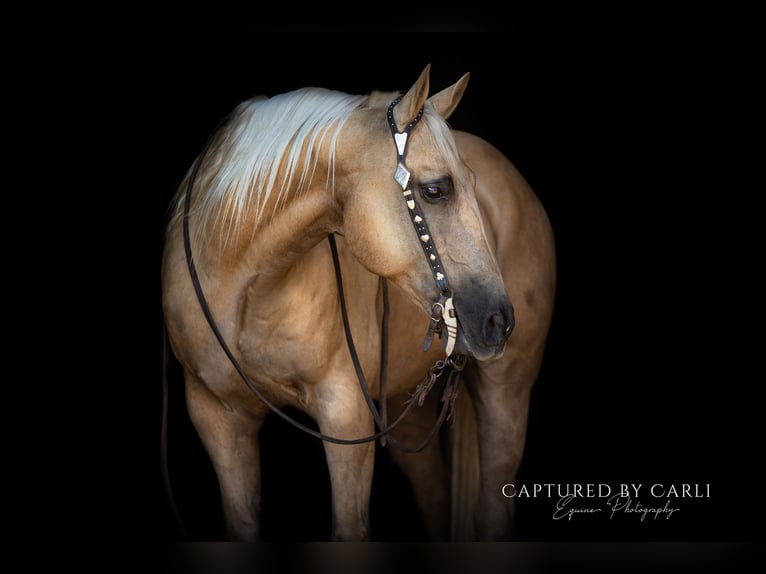 American Quarter Horse Ruin 11 Jaar 147 cm Palomino in Lewistown