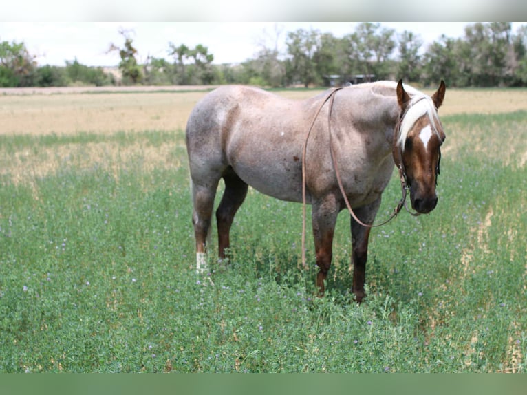 American Quarter Horse Ruin 11 Jaar 147 cm Palomino in El Paso TX