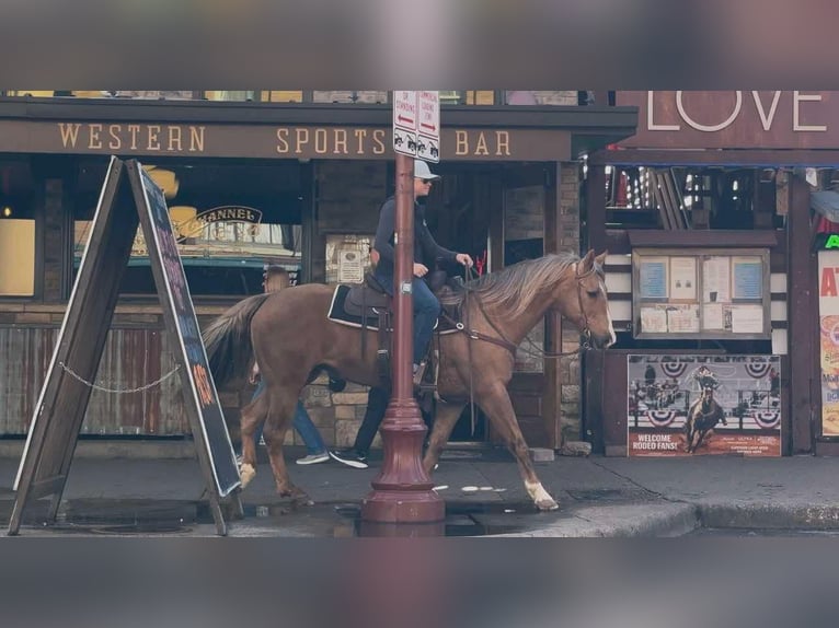 American Quarter Horse Ruin 11 Jaar 147 cm Palomino in Weatherford TX