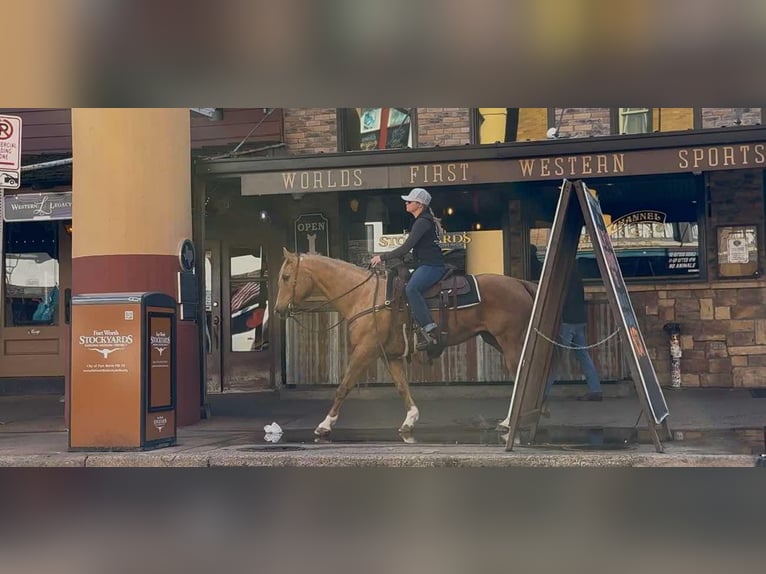 American Quarter Horse Ruin 11 Jaar 147 cm Palomino in Weatherford TX