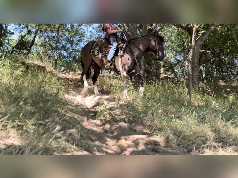 American Quarter Horse Ruin 11 Jaar 147 cm Tobiano-alle-kleuren in Lipan, TX