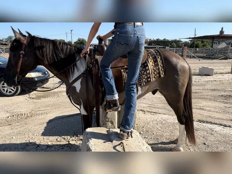 American Quarter Horse Ruin 11 Jaar 147 cm Tobiano-alle-kleuren in Lipan, TX