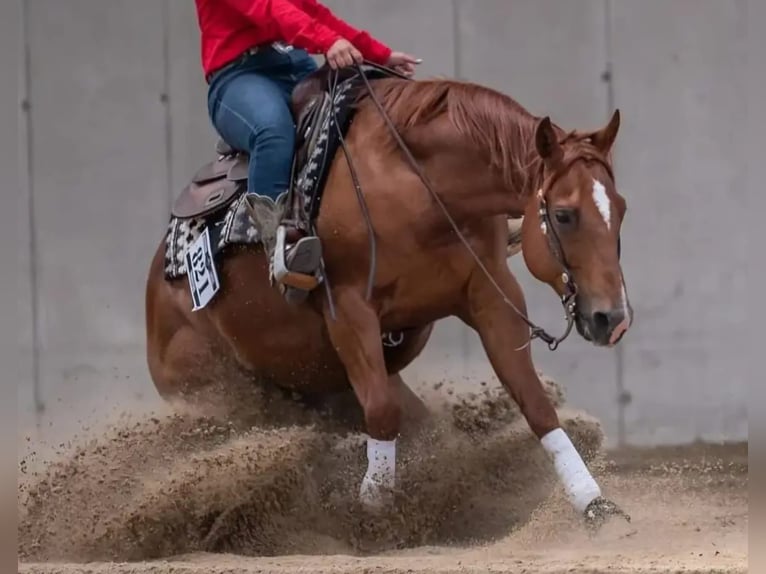 American Quarter Horse Ruin 11 Jaar 148 cm Donkere-vos in Markranstädt