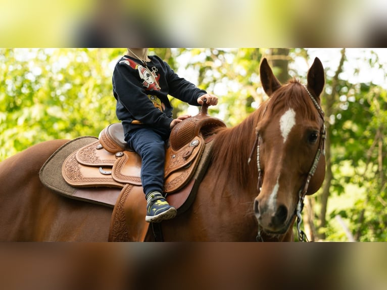 American Quarter Horse Ruin 11 Jaar 148 cm Donkere-vos in Markranstädt
