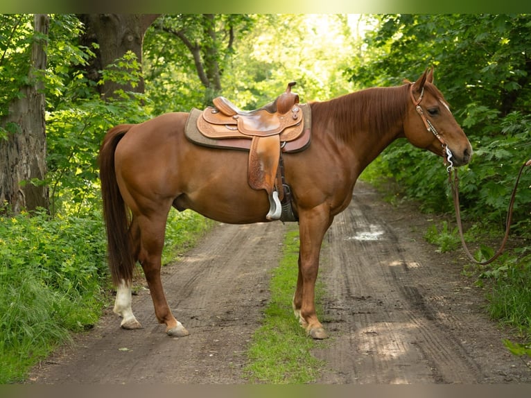 American Quarter Horse Ruin 11 Jaar 148 cm Donkere-vos in Markranstädt