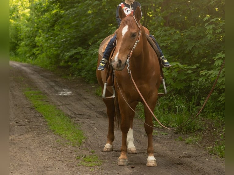 American Quarter Horse Ruin 11 Jaar 148 cm Donkere-vos in Markranstädt