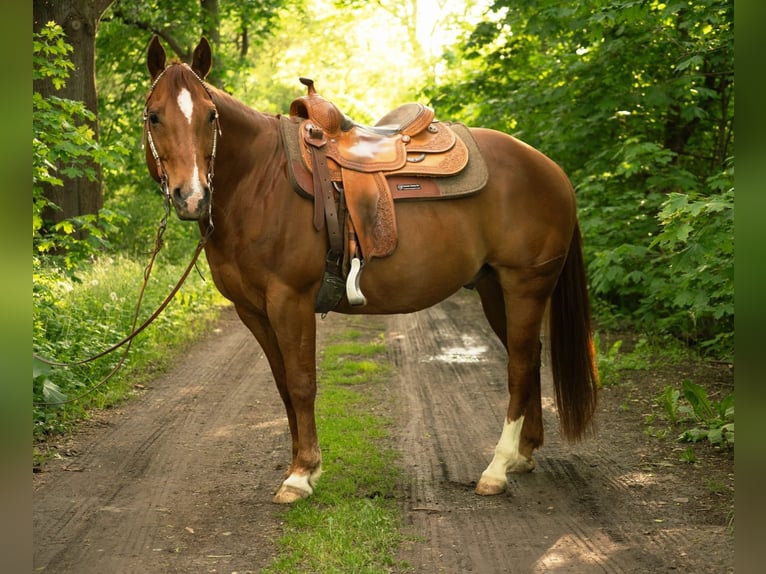 American Quarter Horse Ruin 11 Jaar 148 cm Donkere-vos in Markranstädt
