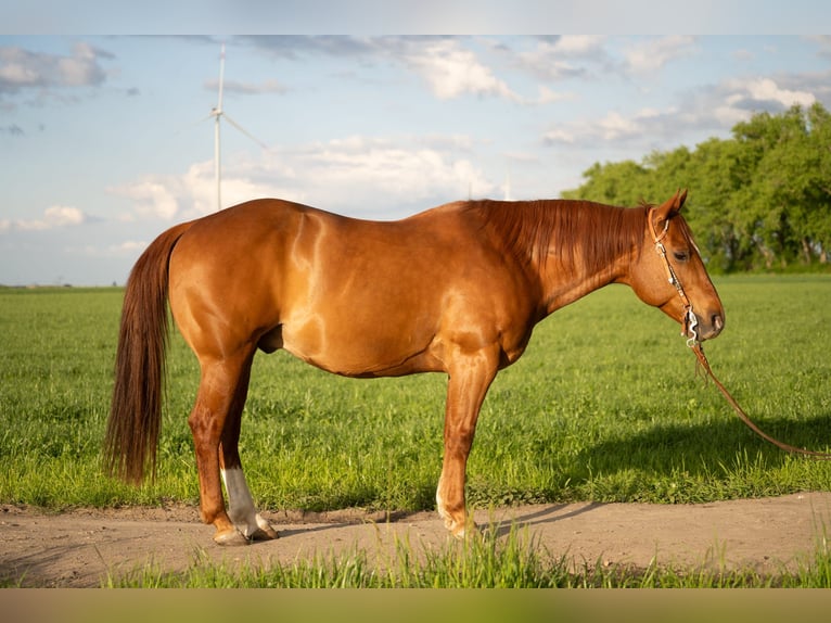 American Quarter Horse Ruin 11 Jaar 148 cm Donkere-vos in Markranstädt