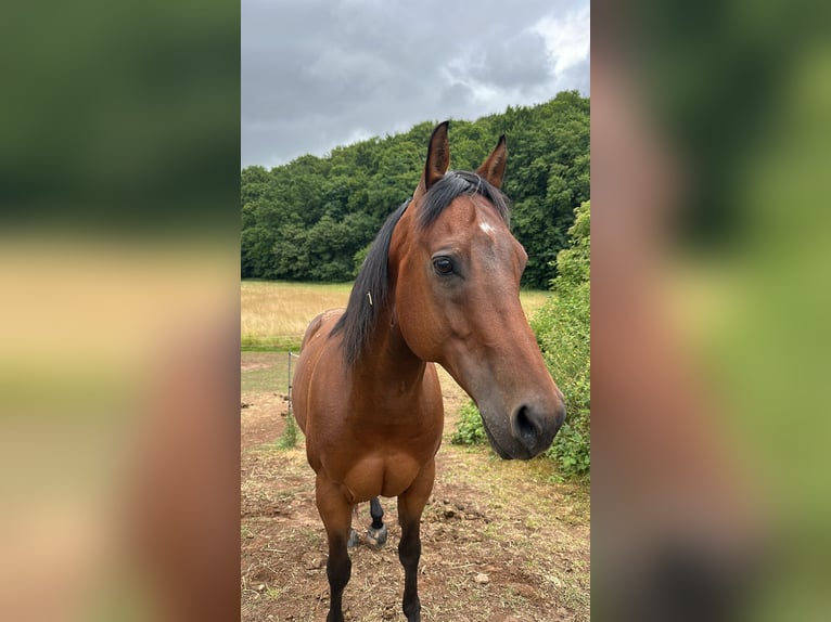 American Quarter Horse Ruin 11 Jaar 150 cm Bruin in Ilfeld