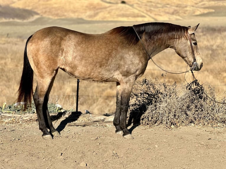 American Quarter Horse Ruin 11 Jaar 150 cm Buckskin in Bitterwater CA