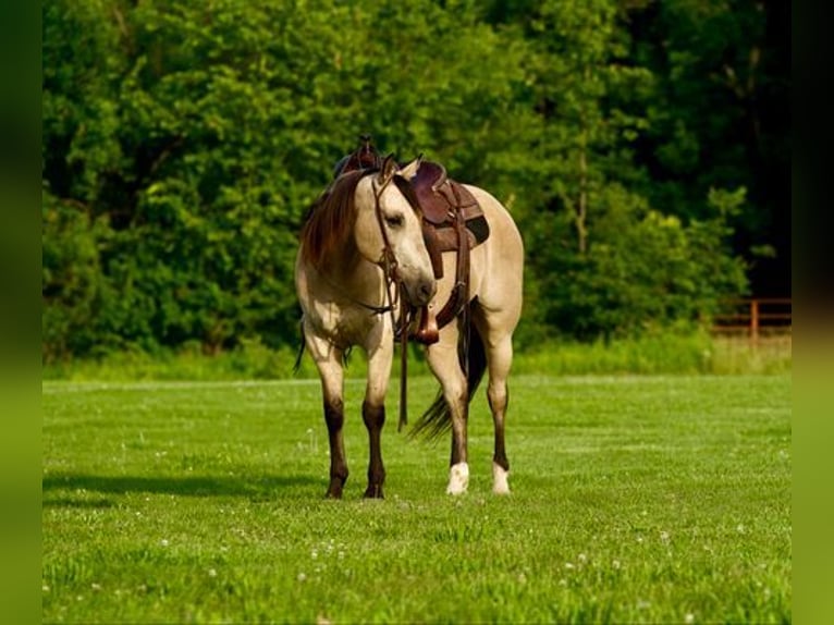 American Quarter Horse Ruin 11 Jaar 150 cm Buckskin in canyon, tx