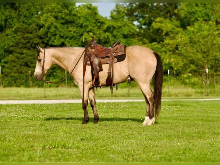 American Quarter Horse Ruin 11 Jaar 150 cm Buckskin in canyon, tx