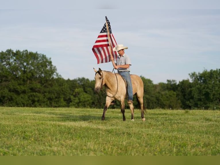 American Quarter Horse Ruin 11 Jaar 150 cm Buckskin in canyon, tx