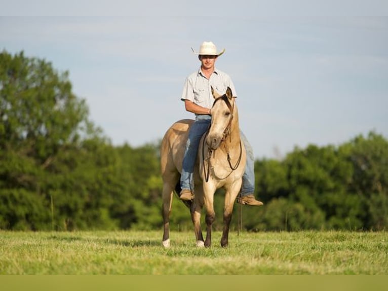 American Quarter Horse Ruin 11 Jaar 150 cm Buckskin in canyon, tx