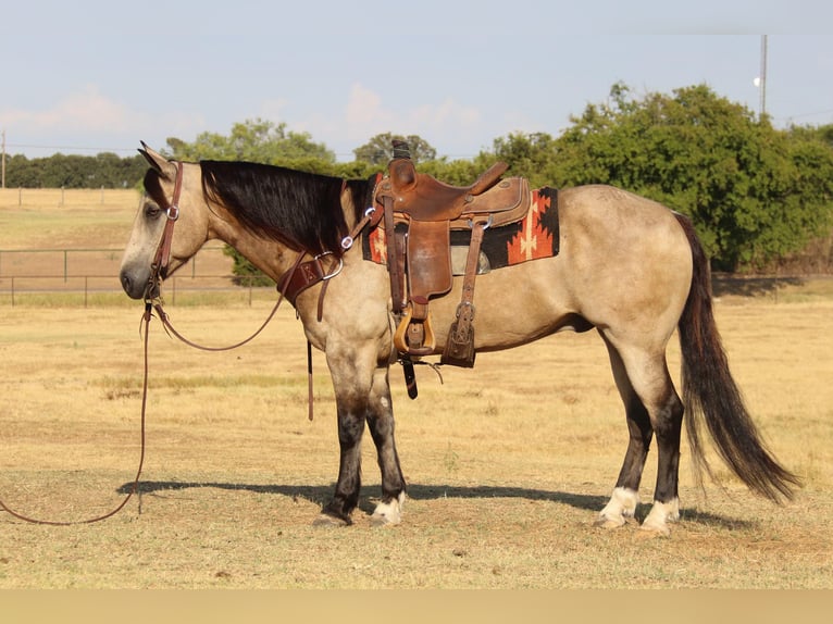 American Quarter Horse Ruin 11 Jaar 150 cm Buckskin in Cleburne TX