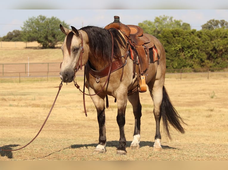 American Quarter Horse Ruin 11 Jaar 150 cm Buckskin in Cleburne TX