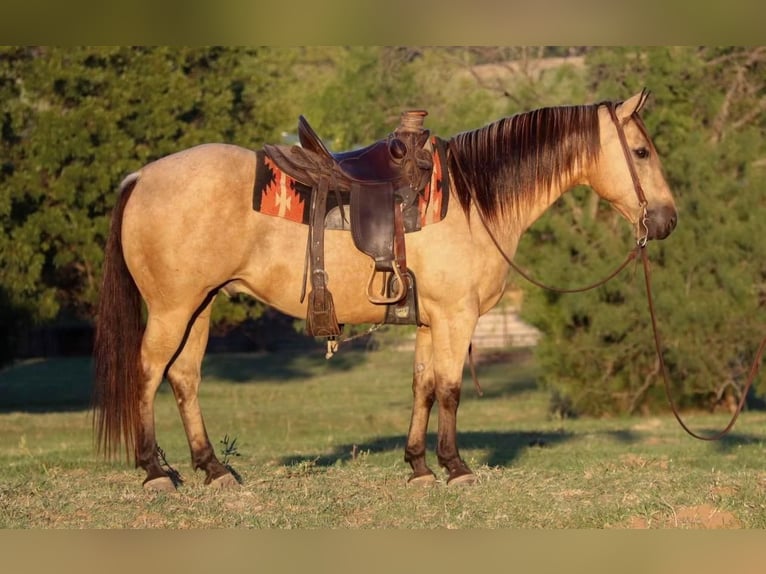 American Quarter Horse Ruin 11 Jaar 150 cm Buckskin in Joshua, TX