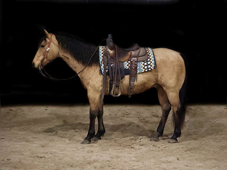 American Quarter Horse Ruin 11 Jaar 150 cm Buckskin in Somerset KY