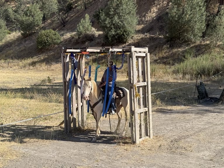 American Quarter Horse Ruin 11 Jaar 150 cm Cremello in Paicines CA