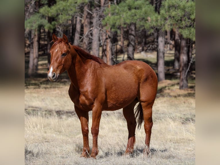 American Quarter Horse Ruin 11 Jaar 150 cm Donkere-vos in Cottonwood AZ