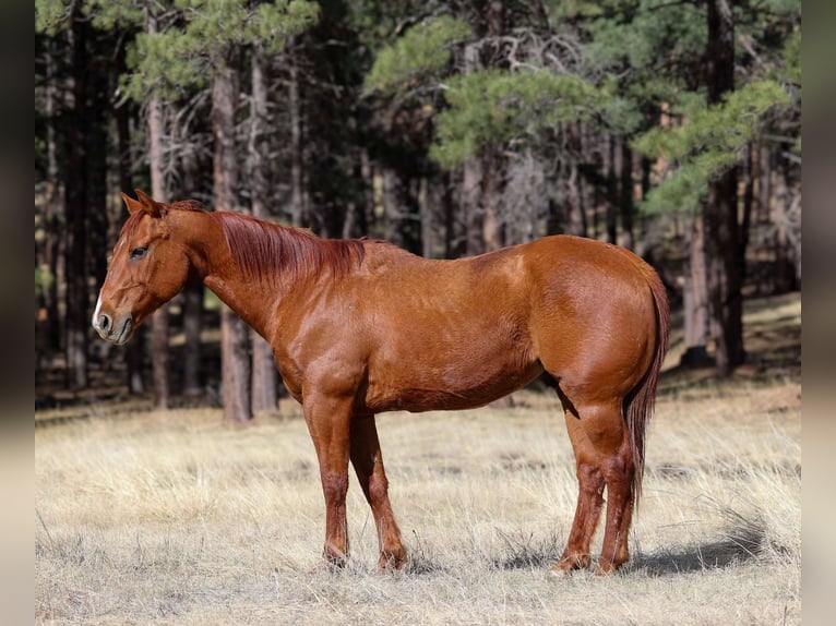 American Quarter Horse Ruin 11 Jaar 150 cm Donkere-vos in Cottonwood AZ