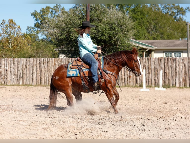 American Quarter Horse Ruin 11 Jaar 150 cm Donkere-vos in Rusk TX