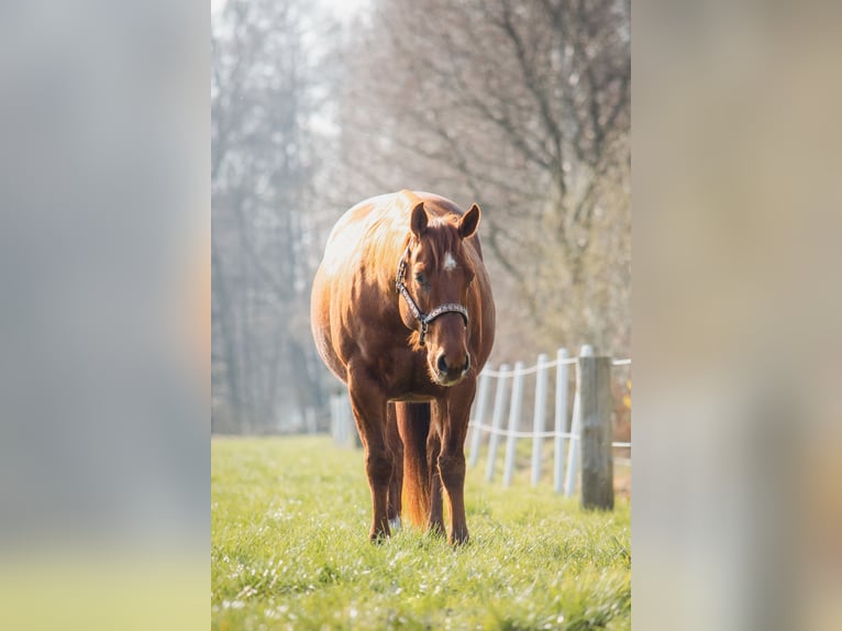 American Quarter Horse Ruin 11 Jaar 150 cm Donkere-vos in Trüben