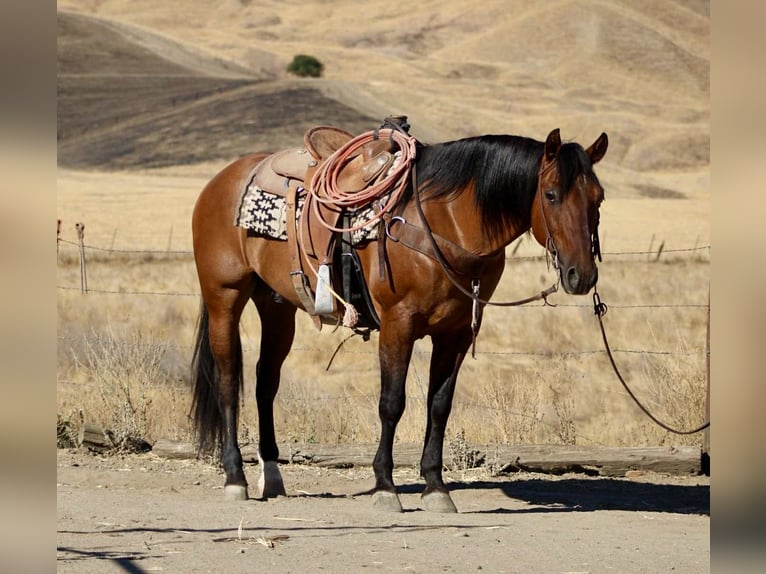 American Quarter Horse Ruin 11 Jaar 150 cm Falbe in Paicines CA