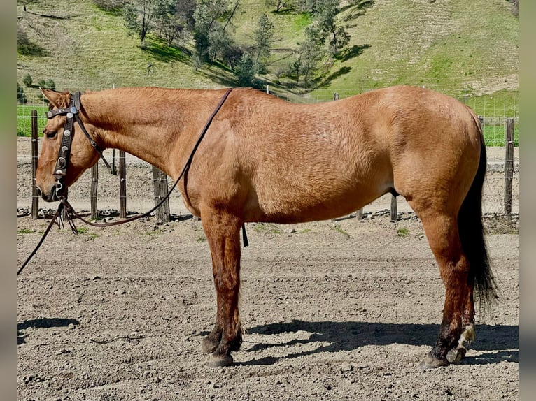 American Quarter Horse Ruin 11 Jaar 150 cm Falbe in Paicines CA