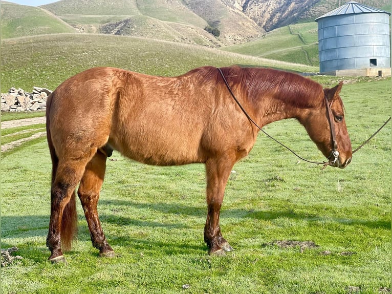 American Quarter Horse Ruin 11 Jaar 150 cm Falbe in Paicines CA