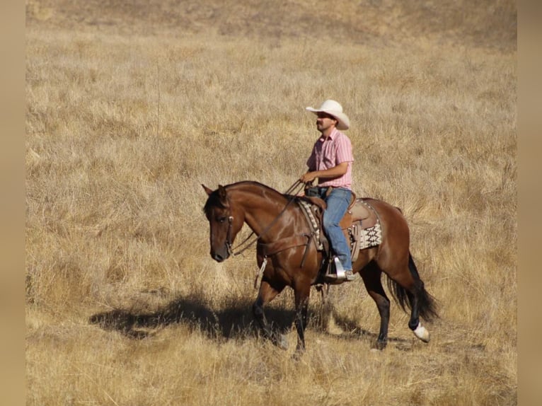 American Quarter Horse Ruin 11 Jaar 150 cm Falbe in Paicines CA
