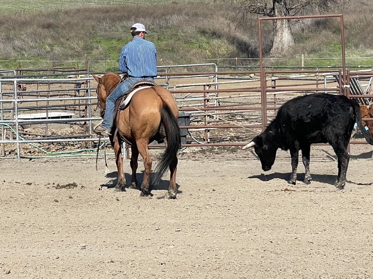 American Quarter Horse Ruin 11 Jaar 150 cm Falbe in Paicines CA