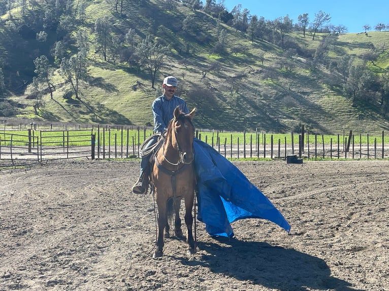 American Quarter Horse Ruin 11 Jaar 150 cm Falbe in Paicines CA