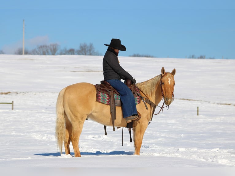 American Quarter Horse Ruin 11 Jaar 150 cm Palomino in Clarion