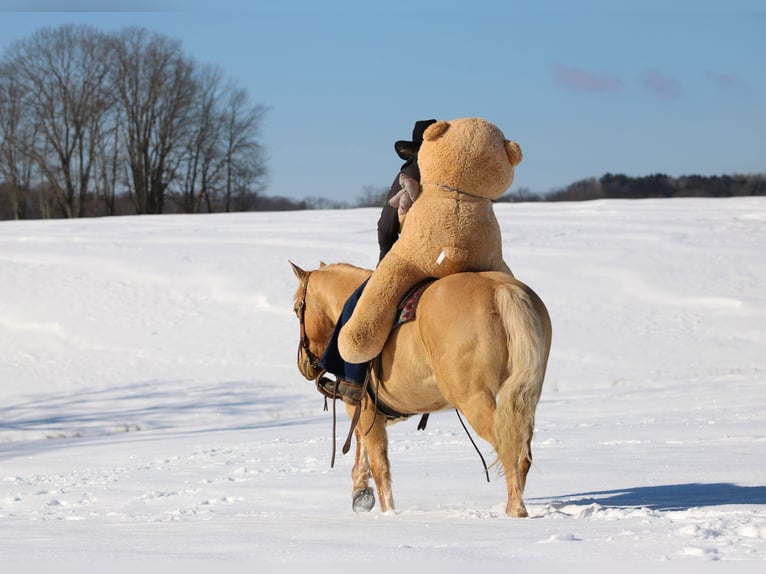 American Quarter Horse Ruin 11 Jaar 150 cm Palomino in Clarion