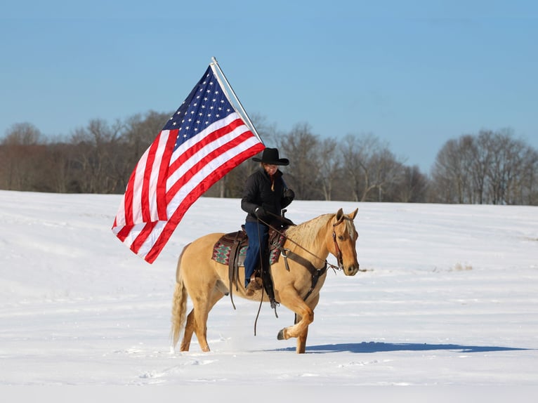 American Quarter Horse Ruin 11 Jaar 150 cm Palomino in Clarion