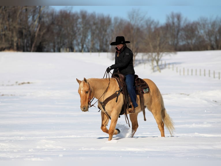 American Quarter Horse Ruin 11 Jaar 150 cm Palomino in Clarion