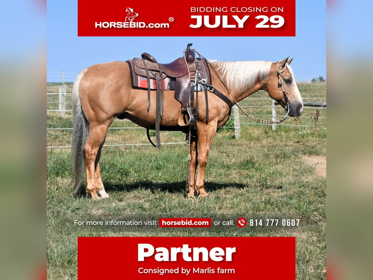 American Quarter Horse Ruin 11 Jaar 150 cm Palomino in Rebersburg, PA