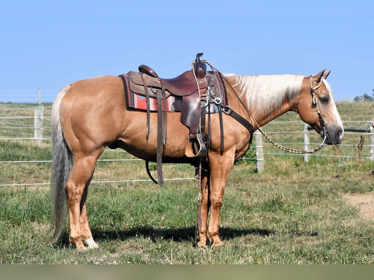 American Quarter Horse Ruin 11 Jaar 150 cm Palomino in Rebersburg, PA