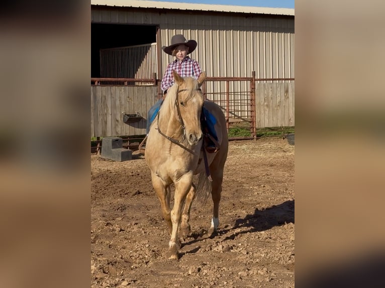 American Quarter Horse Ruin 11 Jaar 150 cm Palomino in Weatherford