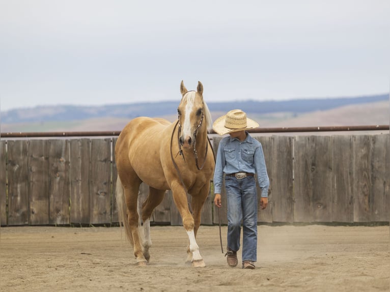 American Quarter Horse Ruin 11 Jaar 150 cm Palomino in Caldwell, ID